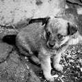 Funny puppy sitting on ground. Portrait of little mongrel.