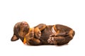 Funny puppy sleeping upside down Royalty Free Stock Photo