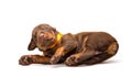Funny puppy sleeping upside down Royalty Free Stock Photo
