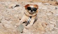 Funny puppy in sunglasses