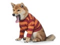 Funny puppy in a sweater. Shiba Inu dogs on a white background. Royalty Free Stock Photo