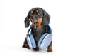 The funny puppy is wearing big blue headphones around his neck to listen to music or a podcast. Dog in noise cancelling Royalty Free Stock Photo