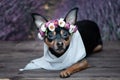 puppy in a wreath of flowers on the background of a lavender field. Romantic image, lady dog, spring summer