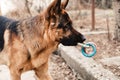 Funny purebred German shepherd dog plays with rubber toy in the yard on the street. Royalty Free Stock Photo