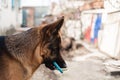 Funny purebred German shepherd dog plays with rubber toy in the yard on the street. Royalty Free Stock Photo