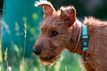 A funny purebred Irish Terrier puppy of red color in the evening for a walk outside on the street against a very blurred