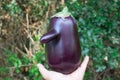 Funny fresh natural organic vegetable eggplant with long nose held in hand