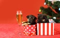 Funny pyppy dog with champagne. Puppy and gift boxes on new year background, christmas. Funny puppy in a gift box for Royalty Free Stock Photo