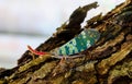 Funny pyrops candelaria bug Royalty Free Stock Photo