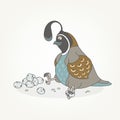 Funny quail and eggs