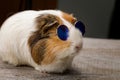 Funny quinea pig posing in sunglasses