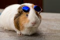 Funny quinea pig posing in sunglasses