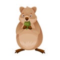 Funny Quokka as Short-tailed Scrub Wallaby with Rounded Ears Chewing Green Leaf Vector Illustration
