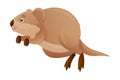 Funny Quokka as Short-tailed Scrub Wallaby with Rounded Ears Jumping Vector Illustration