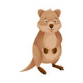 Funny Quokka as Short-tailed Scrub Wallaby with Rounded Ears Standing Vector Illustration