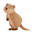 Funny Quokka as Short-tailed Scrub Wallaby with Rounded Ears Standing Vector Illustration