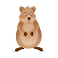 Funny Quokka as Short-tailed Scrub Wallaby with Rounded Ears Standing Vector Illustration