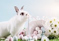 Funny rabbit and basket full of Easter eggs Royalty Free Stock Photo