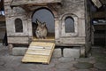 Alone rabbit in the stall