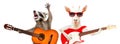 Funny raccoon with acoustic guitar and goat with electric guitar Royalty Free Stock Photo