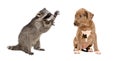 Funny raccoon and a cute pit bull puppy Royalty Free Stock Photo