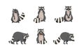 Funny Raccoon with Dexterous Front Paws and Ringed Tail Vector Set Royalty Free Stock Photo