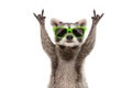 Funny raccoon in green sunglasses showing a rock gesture Royalty Free Stock Photo