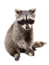 Funny raccoon playing rawhide bone Royalty Free Stock Photo