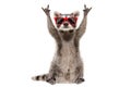 Funny raccoon in red sunglasses showing a rock gesture Royalty Free Stock Photo