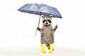 Funny raccoon in rubber boots standing under an umbrella in the rain