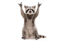 Funny raccoon showing a rock gesture