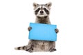 Funny raccoon standing with a blue sign in paws