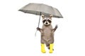 Funny raccoon in yellow rubber boots standing under an umbrella