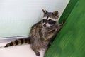 Funny raccoon in the zoo, standing on his hind legs