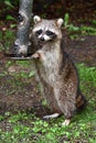 A funny raccoons holds a bird feeder down to the ground to eat the seed