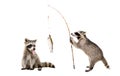 Funny raccoons with a trout caught on a fishing rod