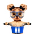 Funny racer dog with bicycle. Sport concept Royalty Free Stock Photo