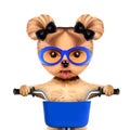 Funny racer dog with bicycle. Sport concept Royalty Free Stock Photo