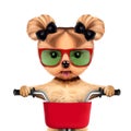 Funny racer dog with bicycle. Sport concept Royalty Free Stock Photo