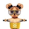 Funny racer dog with bicycle. Sport concept Royalty Free Stock Photo