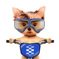 Funny racer dog with bike and aviator googles Royalty Free Stock Photo