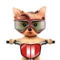 Funny racer dog with bike and aviator googles Royalty Free Stock Photo