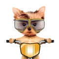 Funny racer dog with bike and aviator googles Royalty Free Stock Photo