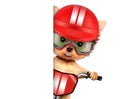 Funny racer dog with bike, helmet and googles Royalty Free Stock Photo