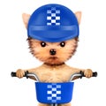 Funny racer dog with bike and helmet Royalty Free Stock Photo