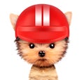 Funny racer dog with helmet Royalty Free Stock Photo