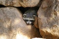 Funny racoon