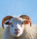 Funny ram with grass in the mouth looking at the camera