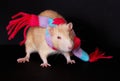 Funny rat in a colorful scarf isolated on black ba