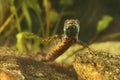 Funny Red-bellied amphibian Danube crested newt, Triturus dobrogicus